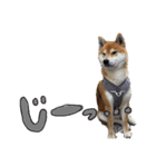 柴犬のスタンプ（こすけ）（個別スタンプ：9）