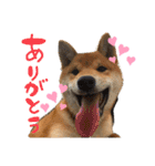 柴犬のスタンプ（こすけ）（個別スタンプ：10）