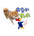 柴犬のスタンプ（こすけ）（個別スタンプ：11）