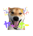 柴犬のスタンプ（こすけ）（個別スタンプ：12）