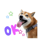 柴犬のスタンプ（こすけ）（個別スタンプ：13）