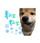 柴犬のスタンプ（こすけ）（個別スタンプ：14）