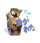 柴犬のスタンプ（こすけ）（個別スタンプ：15）
