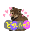 柴犬のスタンプ（こすけ）（個別スタンプ：16）