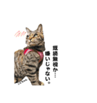むし子んちの保護猫ことちゃんとばんくん♡（個別スタンプ：1）