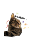 むし子んちの保護猫ことちゃんとばんくん♡（個別スタンプ：4）