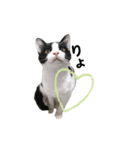むし子んちの保護猫ことちゃんとばんくん♡（個別スタンプ：5）