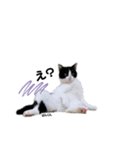 むし子んちの保護猫ことちゃんとばんくん♡（個別スタンプ：6）