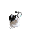 むし子んちの保護猫ことちゃんとばんくん♡（個別スタンプ：12）