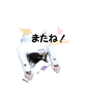 むし子んちの保護猫ことちゃんとばんくん♡（個別スタンプ：15）