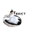 むし子んちの保護猫ことちゃんとばんくん♡（個別スタンプ：16）