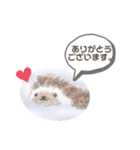 yaN家のハリネズミMOO（個別スタンプ：4）