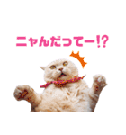 みるゆきねこスタンプ2（個別スタンプ：2）