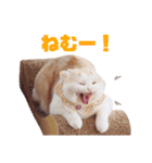 みるゆきねこスタンプ2（個別スタンプ：3）