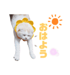 みるゆきねこスタンプ2（個別スタンプ：4）