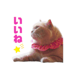 みるゆきねこスタンプ2（個別スタンプ：5）