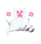 みるゆきねこスタンプ2（個別スタンプ：7）