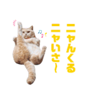 みるゆきねこスタンプ2（個別スタンプ：9）