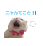 みるゆきねこスタンプ2（個別スタンプ：11）