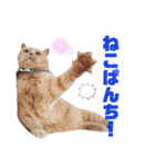 みるゆきねこスタンプ2（個別スタンプ：13）