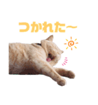 みるゆきねこスタンプ2（個別スタンプ：18）