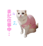 みるゆきねこスタンプ2（個別スタンプ：19）