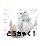 みるゆきねこスタンプ2（個別スタンプ：20）