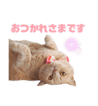 みるゆきねこスタンプ2（個別スタンプ：21）