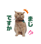 みるゆきねこスタンプ2（個別スタンプ：22）