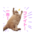 みるゆきねこスタンプ2（個別スタンプ：25）