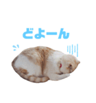 みるゆきねこスタンプ2（個別スタンプ：28）