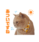みるゆきねこスタンプ2（個別スタンプ：30）