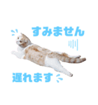 みるゆきねこスタンプ2（個別スタンプ：31）