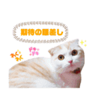 みるゆきねこスタンプ2（個別スタンプ：35）