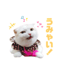 みるゆきねこスタンプ2（個別スタンプ：36）