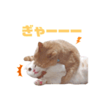みるゆきねこスタンプ2（個別スタンプ：37）