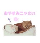 みるゆきねこスタンプ2（個別スタンプ：38）