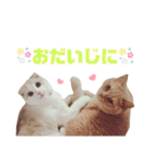 みるゆきねこスタンプ2（個別スタンプ：39）