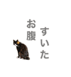 生き物たちと共に（個別スタンプ：13）