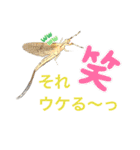 生き物たちと共に（個別スタンプ：16）