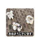 うちの仔スタンプ(犬)3（個別スタンプ：1）