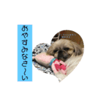 うちの仔スタンプ(犬)3（個別スタンプ：2）
