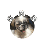 うちの仔スタンプ(犬)3（個別スタンプ：3）