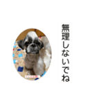 うちの仔スタンプ(犬)3（個別スタンプ：5）
