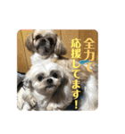 うちの仔スタンプ(犬)3（個別スタンプ：6）