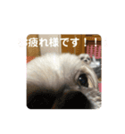 うちの仔スタンプ(犬)3（個別スタンプ：7）