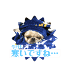 うちの仔スタンプ(犬)3（個別スタンプ：9）