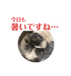 うちの仔スタンプ(犬)3（個別スタンプ：10）