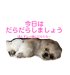 うちの仔スタンプ(犬)3（個別スタンプ：11）