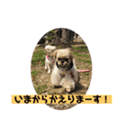 うちの仔スタンプ(犬)3（個別スタンプ：13）